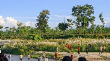 সবুজ চা বাগানে কাশফুলের সাদা চাদর, দর্শনার্থীদের ভিড়