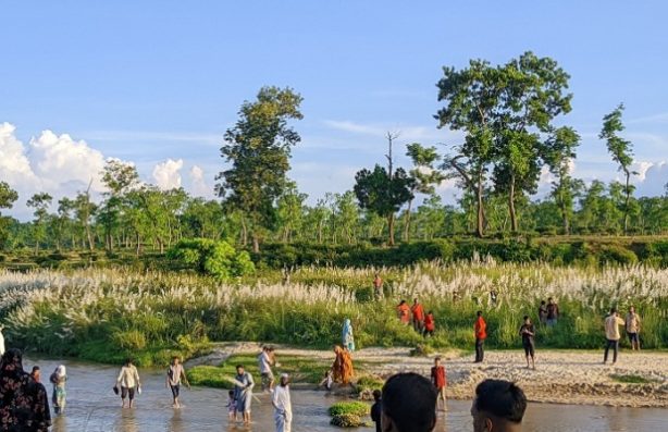 সবুজ চা বাগানে কাশফুলের সাদা চাদর, দর্শনার্থীদের ভিড়