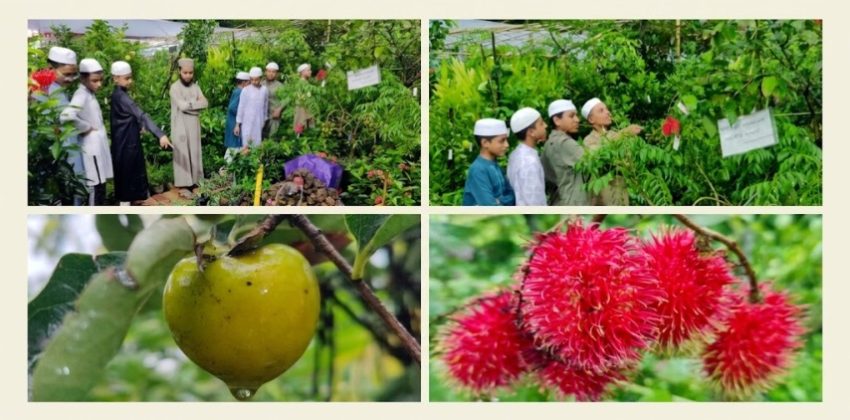 সিলেট বিভাগীয় বৃক্ষমেলার আকর্ষণ লক্ষ টাকার ফলজ গাছ রামবুটান