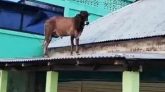 দিরাইয়ে টিনের চালে ষাঁড়, কৌতূহল উঠলো কিভাবে?