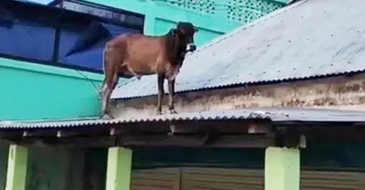 দিরাইয়ে টিনের চালে ষাঁড়, কৌতূহল উঠলো কিভাবে?