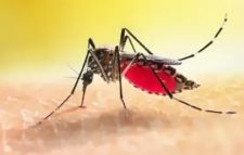 ডেঙ্গুতে আরও ৬ জনের মৃত্যু, প্রাণহানি ছাড়াল ২০০