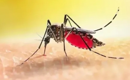 ডেঙ্গুতে আরও ৬ জনের মৃত্যু, প্রাণহানি ছাড়াল ২০০