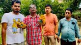 কমলগঞ্জে বসতঘর থেকে পাঁচটি বিষাক্ত মনোক্লেড কোবরা সাপের বাচ্চা উদ্ধার