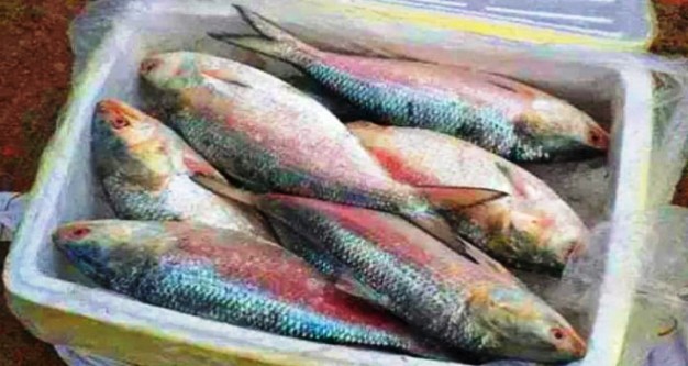 ৮ অক্টোবর থেকে ২২ দিন ইলিশ আহরণ নিষিদ্ধ