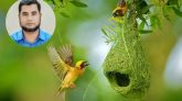 আল্লাহর কুদরতের নিদর্শন : ক্ষুদে কারিগর বাবুই পাখি