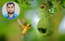 আল্লাহর কুদরতের নিদর্শন : ক্ষুদে কারিগর বাবুই পাখি