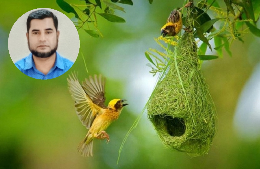 আল্লাহর কুদরতের নিদর্শন : ক্ষুদে কারিগর বাবুই পাখি