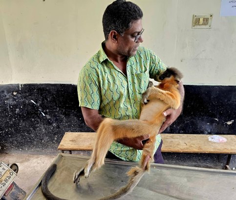 শ্রীমঙ্গলে বৈদ্যুতিক তারে স্পৃষ্ট হয়ে বিপন্ন সোনালী হনুমানের মৃত্যু