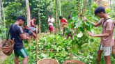 কুলাউড়ায় খাসিয়া পুঞ্জিতে ৮ হাজারের অধিক পানগাছ কর্তন​