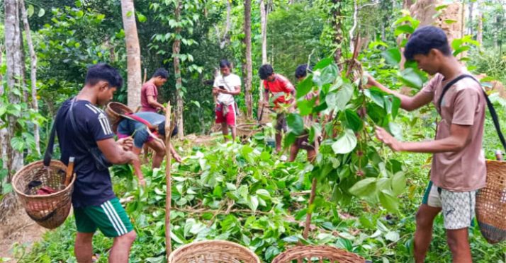 কুলাউড়ায় খাসিয়া পুঞ্জিতে ৮ হাজারের অধিক পানগাছ কর্তন​