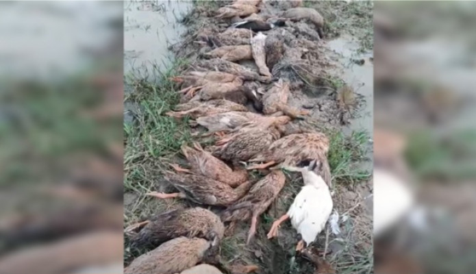 কুলাউড়ায় হাঁসের সাথে এ কেমন শত্রুতা